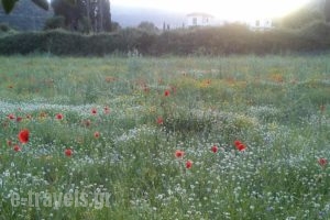 Countryside Studios_lowest prices_in_Hotel_Ionian Islands_Kefalonia_Kefalonia'st Areas