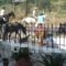 Lazaratos Hotel_best prices_in_Hotel_Ionian Islands_Kefalonia_Kefalonia'st Areas