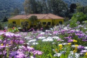 Countryside Studios_accommodation_in_Hotel_Ionian Islands_Kefalonia_Kefalonia'st Areas