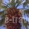 Maria Apartments_best deals_Apartment_Crete_Heraklion_Ammoudara