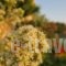 Alma Villa_best deals_Villa_Crete_Heraklion_Chersonisos